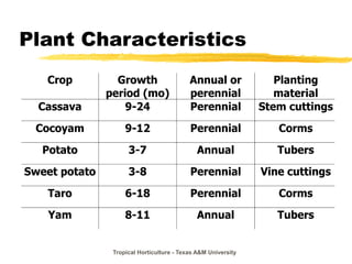 Tropical Horticulture - Texas A&M University
Plant Characteristics
Crop Growth
period (mo)
Annual or
perennial
Planting
material
Cassava 9-24 Perennial Stem cuttings
Cocoyam 9-12 Perennial Corms
Potato 3-7 Annual Tubers
Sweet potato 3-8 Perennial Vine cuttings
Taro 6-18 Perennial Corms
Yam 8-11 Annual Tubers
 