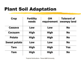 Tropical Horticulture - Texas A&M University
Plant Soil Adaptation
Crop Fertility
needs
OM
requirement
Tolerant of
swampy land
Cassava Low Low No
Cocoyam High High No
Potato High High No
Sweet potato Low Low No
Taro High High Yes
Yam High High No
 
