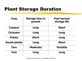Tropical Horticulture - Texas A&M University
Plant Storage Duration
Crop Storage time in
ground
Post harvest
storage life
Cassava Long Short
Cocoyam Long Long
Potato Short Long
Sweet potato Long Short
Taro Moderate Variable
Yam Long Long
 
