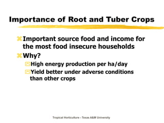 Tropical Horticulture - Texas A&M University
Importance of Root and Tuber Crops
Important source food and income for
the most food insecure households
Why?
High energy production per ha/day
Yield better under adverse conditions
than other crops
 