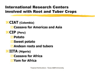 Tropical Horticulture - Texas A&M University
International Research Centers
involved with Root and Tuber Crops
CIAT (Colombia)
Cassava for Americas and Asia
CIP (Peru)
Potato
Sweet potato
Andean roots and tubers
IITA (Nigeria)
Cassava for Africa
Yam for Africa
 