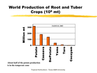 Tropical Horticulture - Texas A&M University
World Production of Root and Tuber
Crops (106 mt)
0
100
200
300
Million
mt
Potato
Cassava
SwPotato
Yams
Taro
Cocoyam
FAOSTAT, 2003
About half of the potato production
is in the temperate zone
 