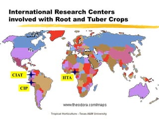 Tropical Horticulture - Texas A&M University
International Research Centers
involved with Root and Tuber Crops
CIAT
CIP
IITA
 