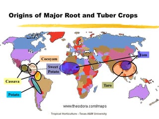 Tropical Horticulture - Texas A&M University
Origins of Major Root and Tuber Crops
Cassava
Cocoyam
Potato
Sweet
Potato
Taro
Yam
 