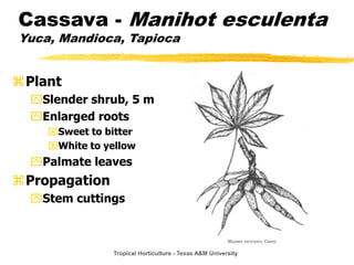 Tropical Horticulture - Texas A&M University
Cassava - Manihot esculenta
Yuca, Mandioca, Tapioca
Plant
Slender shrub, 5 m
Enlarged roots
Sweet to bitter
White to yellow
Palmate leaves
Propagation
Stem cuttings
 