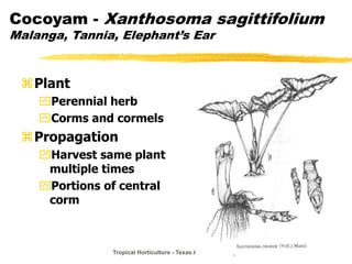 Tropical Horticulture - Texas A&M University
Cocoyam - Xanthosoma sagittifolium
Malanga, Tannia, Elephant’s Ear
Plant
Perennial herb
Corms and cormels
Propagation
Harvest same plant
multiple times
Portions of central
corm
 