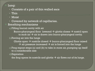 Lung: Consists of a pair of thin walled sacs Thin Moist Covered by network of capillaries. Breathing mechanisms Filling buccal cavity with air Bucco-pharyngeal floor  lowered    glottis closes    nostril open to suck air    air is drawn into bucco-pharyngeal cavity. Forcing air into the lungs Glottis open    nostrils closed    bucco-pharyngeal floor raised    air pressure increased    air is forced into the lungs Frog repeat steps (a) and (b) to take in more air, pumping up itself to a considerable size Expiration the frog opens its nostrils and glottis    air flows out of its lungs. 