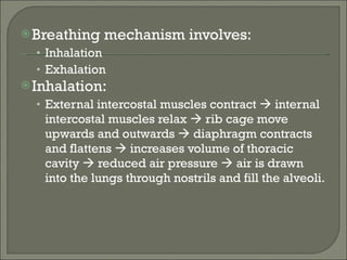 Breathing mechanism involves: Inhalation Exhalation Inhalation: External intercostal muscles contract    internal intercostal muscles relax    rib cage move upwards and outwards    diaphragm contracts and flattens    increases volume of thoracic cavity    reduced air pressure    air is drawn into the lungs through nostrils and fill the alveoli. 