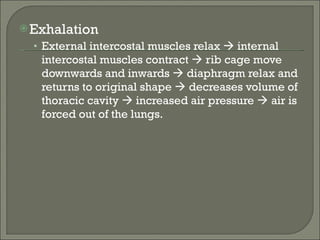 Exhalation External intercostal muscles relax    internal intercostal muscles contract    rib cage move downwards and inwards    diaphragm relax and returns to original shape    decreases volume of thoracic cavity    increased air pressure    air is forced out of the lungs. 