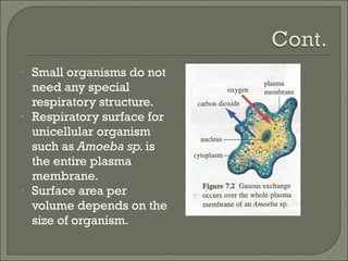 Small organisms do not need any special respiratory structure. Respiratory surface for unicellular organism such as  Amoeba sp.  is the entire plasma membrane. Surface area per volume depends on the size of organism. 