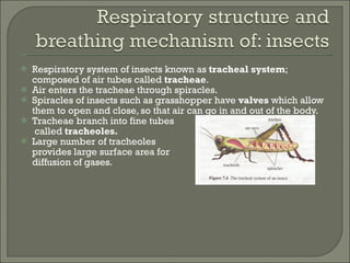 Respiratory system of insects known as  tracheal system ; composed of air tubes called  tracheae . Air enters the tracheae through spiracles. Spiracles of insects such as grasshopper have  valves  which allow them to open and close, so that air can go in and out of the body. Tracheae branch into fine tubes   called  tracheoles. Large number of tracheoles  provides large surface area for diffusion of gases. 