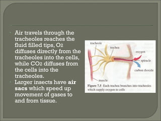 Air travels through the tracheoles reaches the fluid filled tips, O 2  diffuses directly from the tracheoles into the cells, while CO 2  diffuses from the cells into the tracheoles. Larger insects have  air sacs  which speed up movement of gases to and from tissue. 