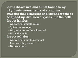 Air is drawn into and out of tracheae by  rhythmic movements  of abdominal muscles that compress and expand tracheae to  speed up  diffusion of gases into the cells. Insect inhales; Abdominal muscle relax Spiracles are open Air pressure inside is lowered Air is drawn in Insect exhales; Abdominal muscles contract Increase air pressure Forces air out 