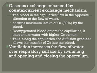 Gaseous exchange enhanced by  countercurrent exchange  mechanism. The blood in the capillaries flow in the opposite direction to the flow of water. ensures maximum intake of O 2  (80%) by the blood. Deoxygenated blood enters the capillaries, it encounters water with higher O 2  content  Thus, along the capillaries, the diffusion gradient allows the transfer of O 2  into the blood. Ventilation increases the flow of water over respiratory surface by swimming and opening and closing the operculum. 