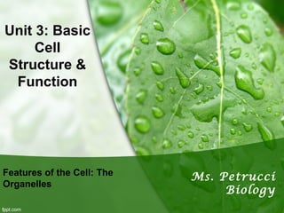 Unit 3: Basic 
Cell 
Structure & 
Function 
Ms. Petrucci 
Biology 
Features of the Cell: The 
Organelles 
 