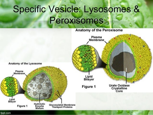 7-2: Eukaryotic Cell Structure