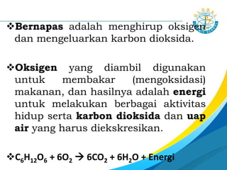Bernapas adalah menghirup oksigen
dan mengeluarkan karbon dioksida.
Oksigen yang diambil digunakan
untuk membakar (mengoksidasi)
makanan, dan hasilnya adalah energi
untuk melakukan berbagai aktivitas
hidup serta karbon dioksida dan uap
air yang harus diekskresikan.
C6H12O6 + 6O2  6CO2 + 6H2O + Energi
 