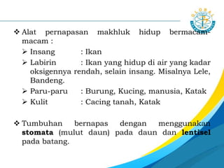  Alat pernapasan makhluk hidup bermacam-
macam :
 Insang : Ikan
 Labirin : Ikan yang hidup di air yang kadar
oksigennya rendah, selain insang. Misalnya Lele,
Bandeng.
 Paru-paru : Burung, Kucing, manusia, Katak
 Kulit : Cacing tanah, Katak
 Tumbuhan bernapas dengan menggunakan
stomata (mulut daun) pada daun dan lentisel
pada batang.
 