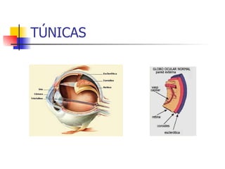 TÚNICAS 