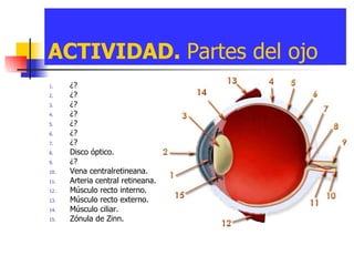 ACTIVIDAD.  Partes del ojo ¿? ¿? ¿? ¿? ¿? ¿? ¿? Disco óptico. ¿? Vena centralretineana. Arteria central retineana. Músculo recto interno. Músculo recto externo. Músculo ciliar. Zónula de Zinn. 