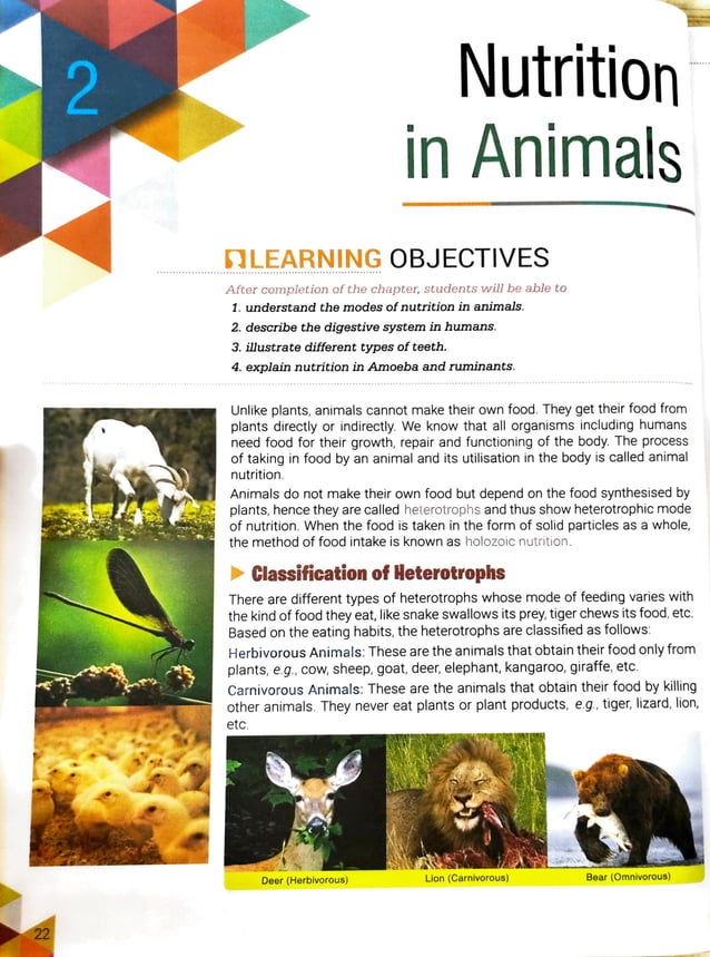 Nutrition in Animals | PDF