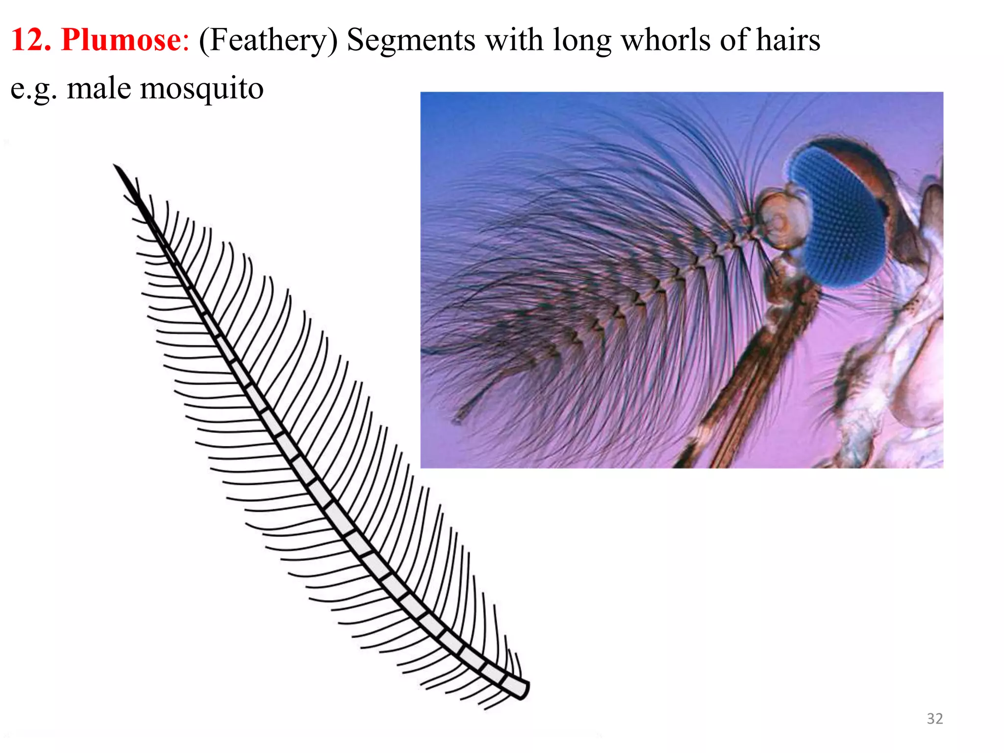 Types Insect Head Types of insect heads and antennae | PPTX
