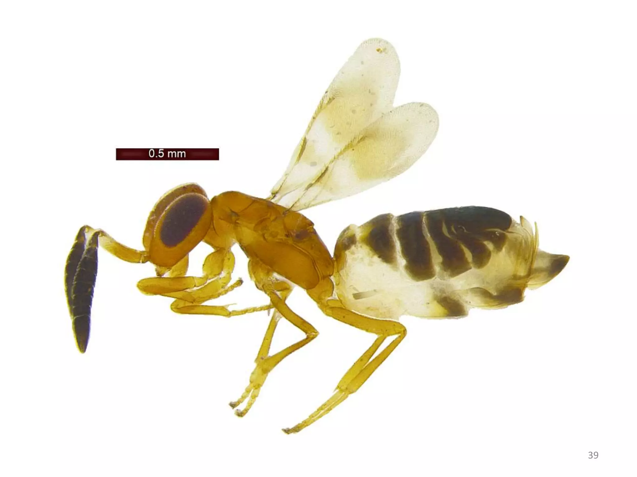 Types of insect heads and antennae | PPTX