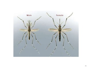 Multiple Headed Insect Types of insect heads and antennae | PPTX