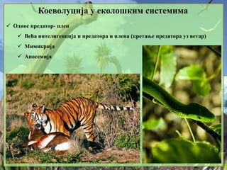 Коеволуција у еколошким системима
 Однос предатор- плен
 Већа интелигенција и предатора и плена (кретање предатора уз ветар)
 Мимикрија
 Апосемија
 
