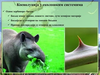 Коеволуција у еколошким системима
 Однос хербиворе- биљке
 Биљке имају трнове, кожасте листове, луче хемијске материје
 Биљоједи су отпорни на токсине биљака
 Пример лептира који су отпорни на алкалоиде
 