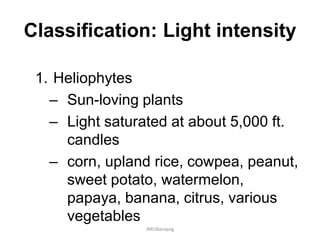 Classification: Light intensity
1. Heliophytes
– Sun-loving plants
– Light saturated at about 5,000 ft.
candles
– corn, upland rice, cowpea, peanut,
sweet potato, watermelon,
papaya, banana, citrus, various
vegetables
JMUBanayag
 