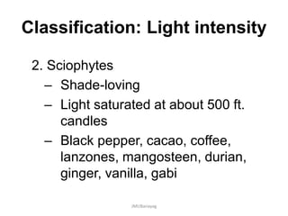 Classification: Light intensity
2. Sciophytes
– Shade-loving
– Light saturated at about 500 ft.
candles
– Black pepper, cacao, coffee,
lanzones, mangosteen, durian,
ginger, vanilla, gabi
JMUBanayag
 