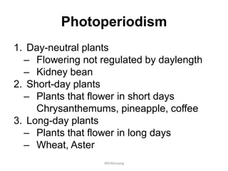 Photoperiodism
1. Day-neutral plants
– Flowering not regulated by daylength
– Kidney bean
2. Short-day plants
– Plants that flower in short days
Chrysanthemums, pineapple, coffee
3. Long-day plants
– Plants that flower in long days
– Wheat, Aster
JMUBanayag
 