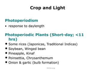 Crop and Light
Photoperiodism
• response to daylength
Photoperiodic Plants (Short-day; <11
hrs)
• Some rices (Japonicas, Traditional Indicas)
• Soybean, Winged bean
• Pineapple, Kinaf
• Poinsettia, Chrysanthemum
• Onion & garlic (bulb formation)
JMUBanayag
 