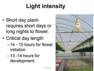 Light intensity
• Short day plant-
requires short days or
long nights to flower.
• Critical day length
–14 - 15 hours for flower
initiation
–13 -14 hours for
development.
JMUBanayag
 