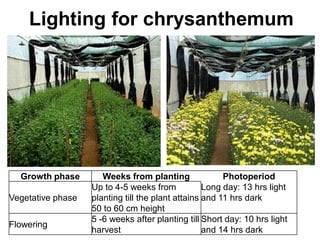 Lighting for chrysanthemum
Growth phase Weeks from planting Photoperiod
Vegetative phase
Up to 4-5 weeks from
planting till the plant attains
50 to 60 cm height
Long day: 13 hrs light
and 11 hrs dark
Flowering
5 -6 weeks after planting till
harvest
Short day: 10 hrs light
and 14 hrs dark
 