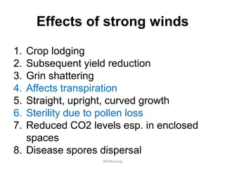 Effects of strong winds
1. Crop lodging
2. Subsequent yield reduction
3. Grin shattering
4. Affects transpiration
5. Straight, upright, curved growth
6. Sterility due to pollen loss
7. Reduced CO2 levels esp. in enclosed
spaces
8. Disease spores dispersal
JMUBanayag
 