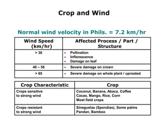 Crop and Wind
Normal wind velocity in Phils. = 7.2 km/hr
Wind Speed
(km/hr)
Affected Process / Part /
Structure
> 30  Pollination
 Inflorescence
 Damage on leaf
40 – 56  Severe damage on crown
> 65  Severe damage on whole plant / uprooted
Crop Characteristic Crop
Crops sensitive
to strong wind
Coconut, Banana, Abaca, Coffee
Cacao, Mango, Rice, Corn
Most field crops
Crops resistant
to strong wind
Sineguelas (Spondias), Some palms
Pandan, Bamboo
 