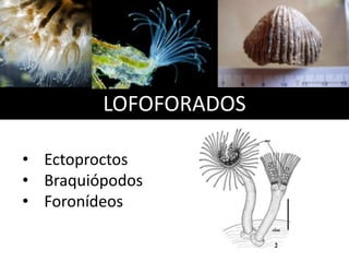 LOFOFORADOS
• Ectoproctos
• Braquiópodos
• Foronídeos
 