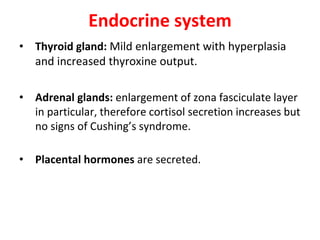 Endocrine system
• Thyroid gland: Mild enlargement with hyperplasia
and increased thyroxine output.
• Adrenal glands: enlargement of zona fasciculate layer
in particular, therefore cortisol secretion increases but
no signs of Cushing’s syndrome.
• Placental hormones are secreted.
 