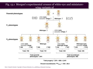 Peter J. Russell, iGenetics: Copyright © Pearson Education, Inc., publishing as Benjamin Cummings.
Fig. 13.1 Morgan’s experimental crosses of white-eye and miniature-
wing variants of
Drosophila melanogaster
 