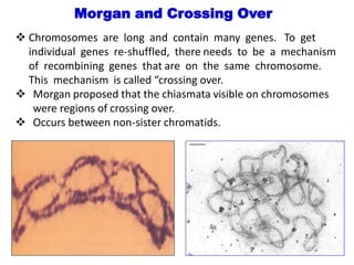 ❖ Chromosomes are long and contain many genes. To get
individual genes re-shuffled, there needs to be a mechanism
of recombining genes that are on the same chromosome.
This mechanism is called “crossing over.
❖ Morgan proposed that the chiasmata visible on chromosomes
were regions of crossing over.
❖ Occurs between non-sister chromatids.
Morgan and Crossing Over
 