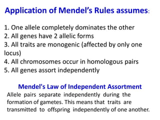 Application of Mendel’s Rules assumes:
1. One allele completely dominates the other
2. All genes have 2 allelic forms
3. All traits are monogenic (affected by only one
locus)
4. All chromosomes occur in homologous pairs
5. All genes assort independently
Mendel's Law of Independent Assortment
Allele pairs separate independently during the
formation of gametes. This means that traits are
transmitted to offspring independently of one another.
 
