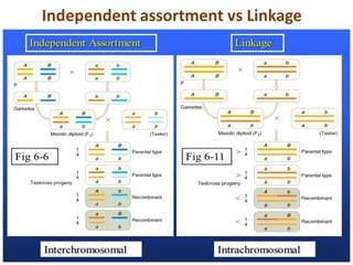 Independent assortment vs Linkage
 