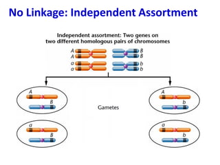 No Linkage: Independent Assortment
 