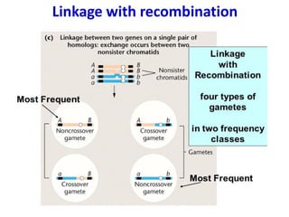 Linkage with recombination
 