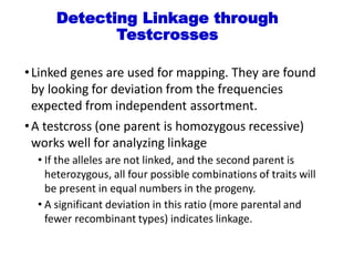 Detecting Linkage through
Testcrosses
•Linked genes are used for mapping. They are found
by looking for deviation from the frequencies
expected from independent assortment.
•A testcross (one parent is homozygous recessive)
works well for analyzing linkage
• If the alleles are not linked, and the second parent is
heterozygous, all four possible combinations of traits will
be present in equal numbers in the progeny.
• A significant deviation in this ratio (more parental and
fewer recombinant types) indicates linkage.
 