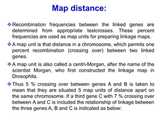 ❖Recombination frequencies between the linked genes are
determined from appropriate testcrosses. These percent
frequencies are used as map units for preparing linkage maps.
❖A map unit is that distance in a chromosome, which permits one
percent recombination (crossing over) between two linked
genes.
❖A map unit is also called a centri-Morgan, after the name of the
scientist Morgan, who first constructed the linkage map in
Drosophila.
❖Thus 5 % crossing over between genes A and B is taken to
mean that they are situated 5 map units of distance apart on
the same chromosome. If a third gene C with 7 % crossing over
between A and C is included the relationship of linkage between
the three genes A, B and C is indicated as below:
Map distance:
 