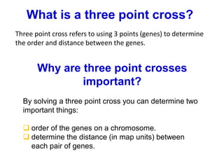 What is a three point cross?
Three point cross refers to using 3 points (genes) to determine
the order and distance between the genes.
Why are three point crosses
important?
By solving a three point cross you can determine two
important things:
❑ order of the genes on a chromosome.
❑ determine the distance (in map units) between
each pair of genes.
 