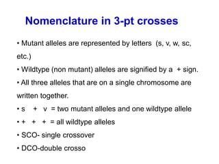 • Mutant alleles are represented by letters (s, v, w, sc,
etc.)
• Wildtype (non mutant) alleles are signified by a + sign.
• All three alleles that are on a single chromosome are
written together.
• s + v = two mutant alleles and one wildtype allele
• + + + = all wildtype alleles
• SCO- single crossover
• DCO-double crosso
Nomenclature in 3-pt crosses
 